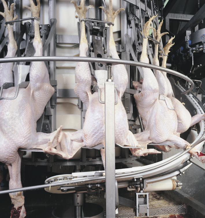 Turcic Process Six reasons to automate turkey processing | JBT Marel