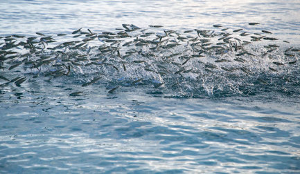 Navegando el futuro del procesamiento de productos del mar