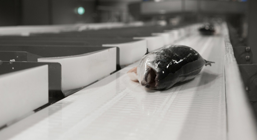 Bremnes Salmon Grading Line