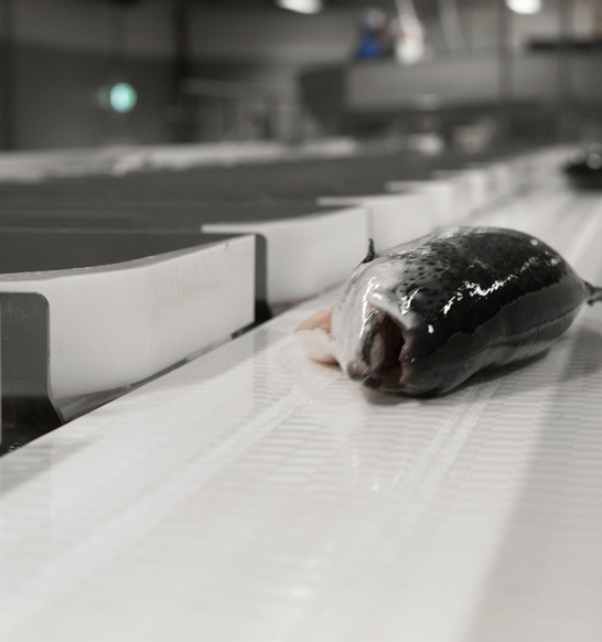 Bremnes Salmon Grading Line