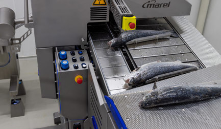 Salmon Deheader MS 3028