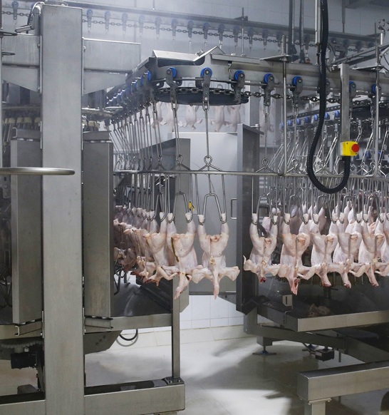 Evisceration Department Asia