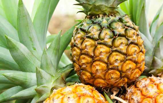 Sta Fresh 4000 Pineapples 5