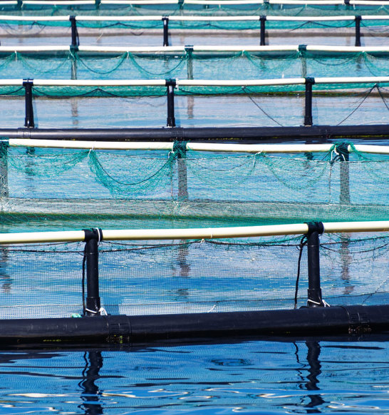 Salmon Farming