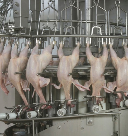 Neck cracker N-20 RS poultry