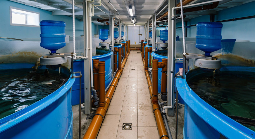 Ras Fish Farming