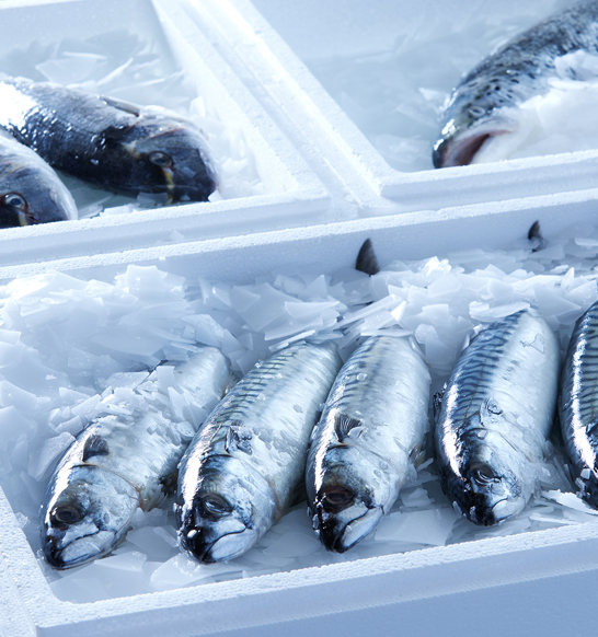 Poissons glace écailles MAJA