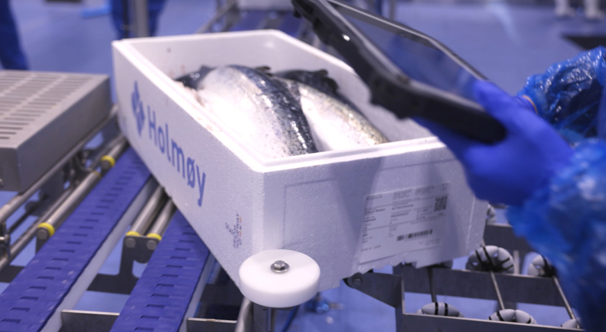 Holmoy Fish Quality Control Video Thumbnail