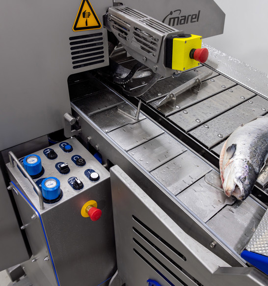 Salmon Deheader MS 3028 Infeed