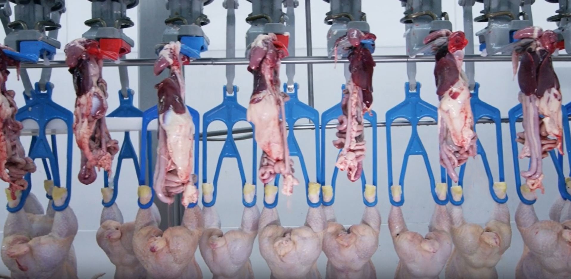 Nuova I Giblet Rehanging4