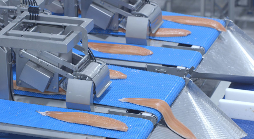 Salmon Fillet Processing Line