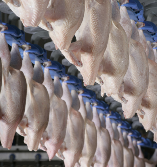 Processores Broiler Broiler processing solutions | JBT Marel