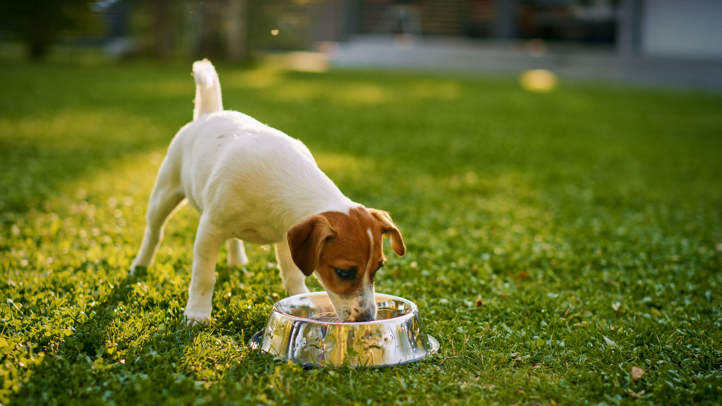 Petfood Production