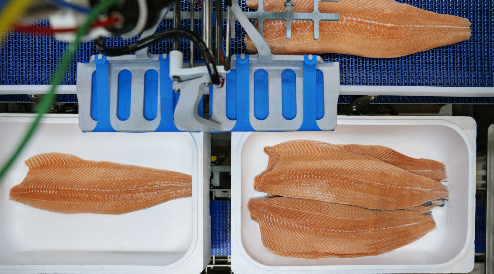 RoboBatcher Box packing salmon