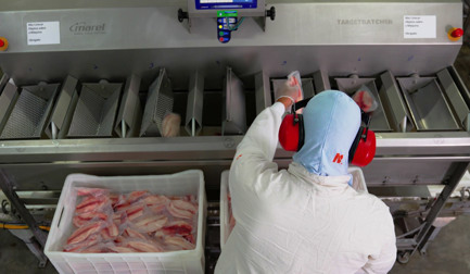 Piscicultura Cristalina automatise le conditionnement du tilapia