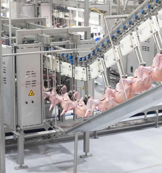 Turkey FHF XT Prestage