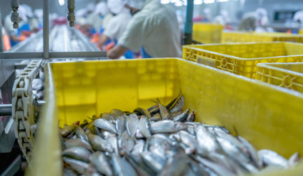 AXIN Fish Receiving Process Solution