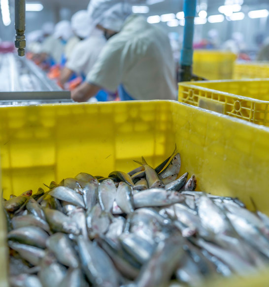 Axin Fish Receiving Software Solution
