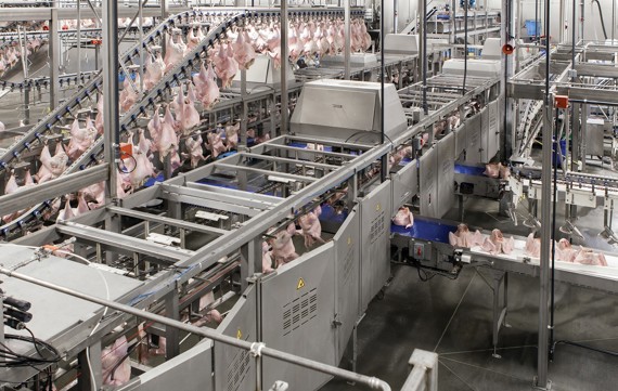 Turkey Processing Cut Up Line