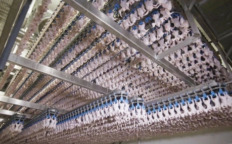 Air Chilling 3000 Bph