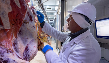 Three years of advanced operations at Zakrzewscy beef processing plant