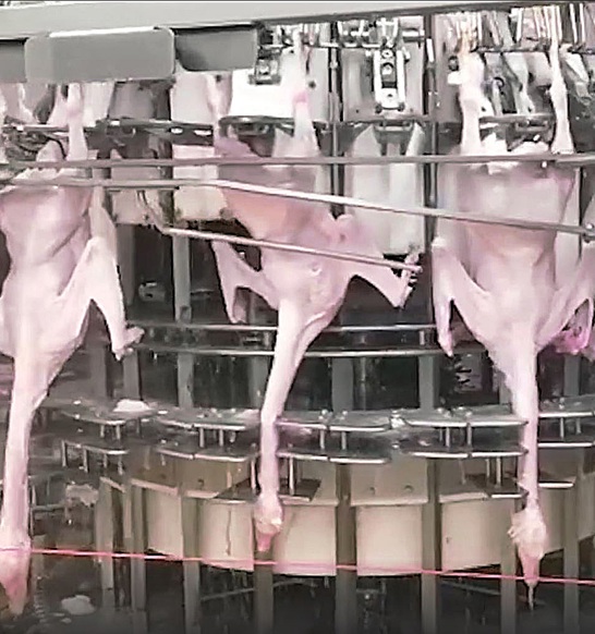 Goose processing | JBT Marel