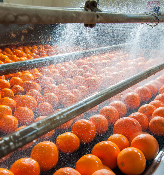 Fresh Fruit Processing Cleaning