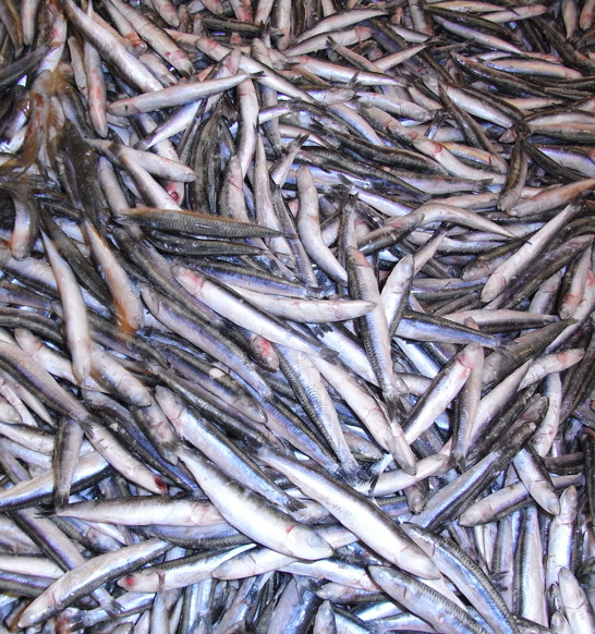 IQF Freezing Small Fish