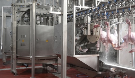 How to eviscerate turkeys and save labor?