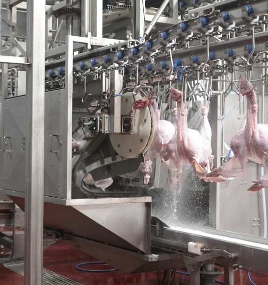 Turkey Evisceration2400