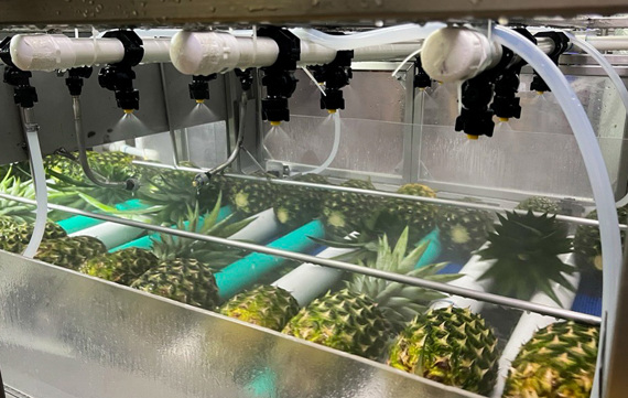 Sta Fresh 4000 Pineapples 2