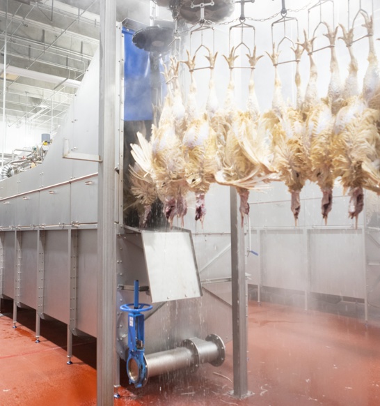 Turkey Scalder Prestage 2400