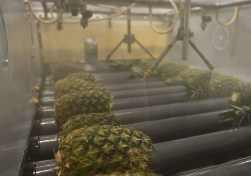Pineapple Prodose