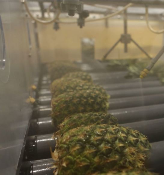Pineapple Prodose