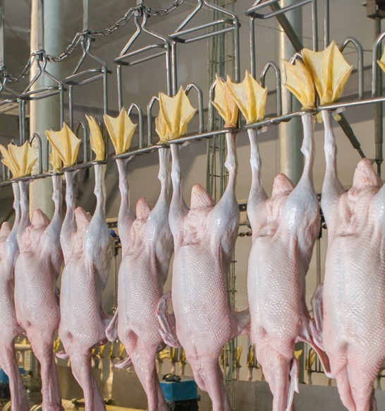 Duck Processing Duck processing solutions | JBT Marel
