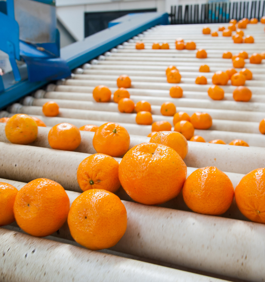 Fresh F&V Reception & Handling