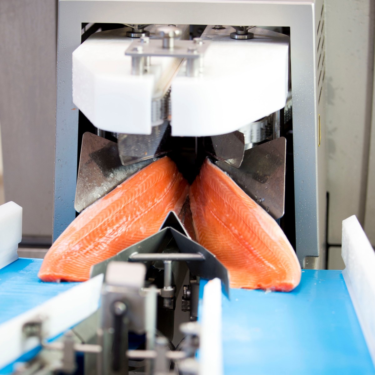 Salmon Fillet Process Solution | JBT Marel