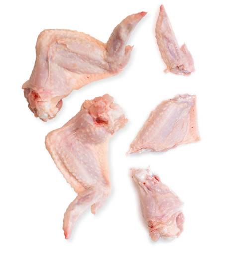 Wingpieces+Whole Wings Portrait