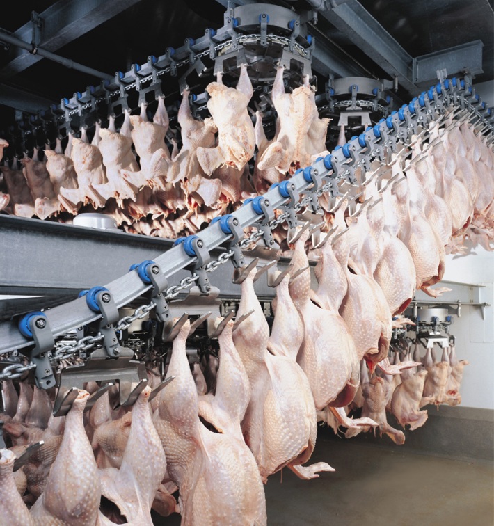 Turkey Processing Line Chilling