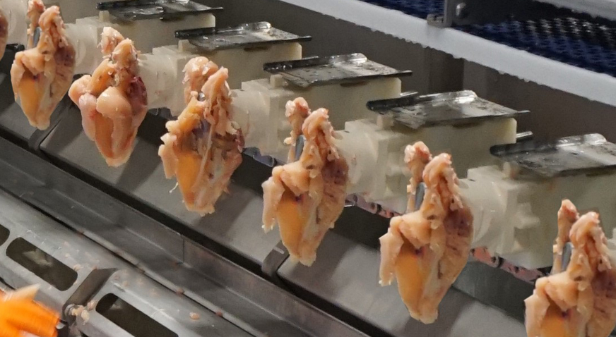 Breast Meat Harvesting