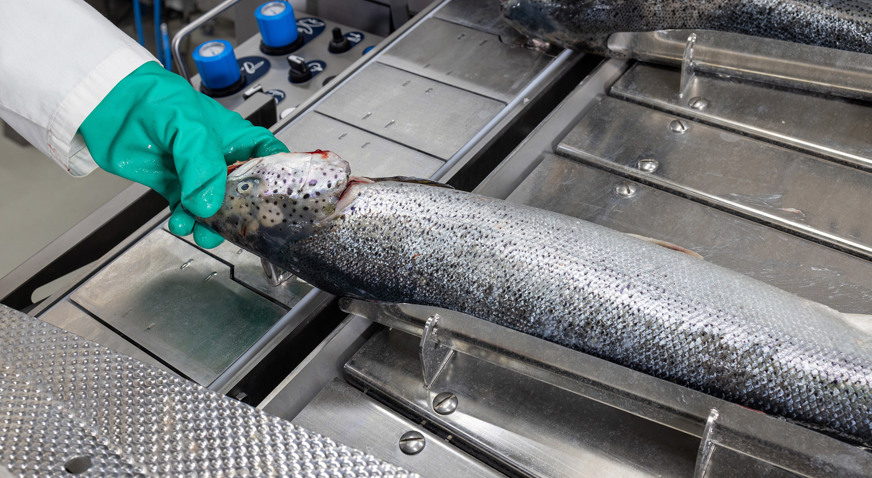 Salmon Deheader MS 3028 Infeed 2