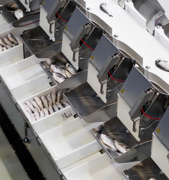 Utility Grade Fish Whole Fish Grader | JBT Marel